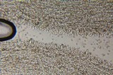 Inocybe kauffmanii image