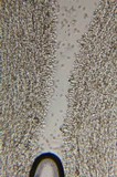 Inocybe kauffmanii image