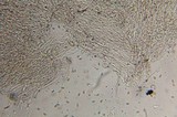 Inocybe kauffmanii image