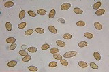 Inocybe kauffmanii image