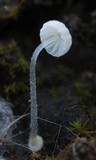 Mycena adscendens image