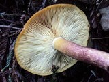 Tricholomopsis rutilans image