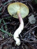 Tricholomopsis rutilans image