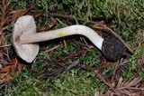 Inocybe grammata image