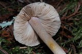 Inocybe grammata image
