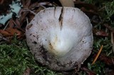 Inocybe grammata image