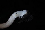 Inocybe grammata image