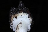 Inocybe grammata image