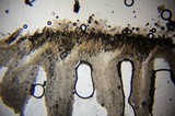 Inocybe grammata image