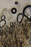 Inocybe grammata image