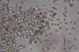 Inocybe grammata image