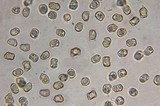 Inocybe grammata image