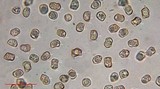 Inocybe grammata image