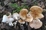 Hygrophorus roseobrunneus image
