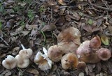 Hygrophorus roseobrunneus image