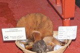 Cortinarius magicus image