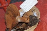 Cortinarius magicus image