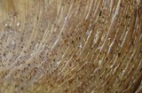 Lactarius argillaceifolius image