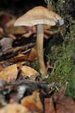 Mycena galericulata image