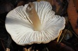 Mycena galericulata image