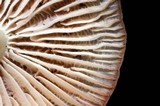 Mycena galericulata image