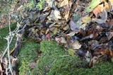 Tubaria punicea image