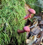 Tubaria punicea image