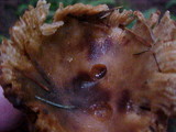 Gomphidius oregonensis image