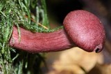 Tubaria punicea image