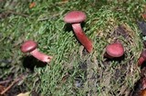 Tubaria punicea image