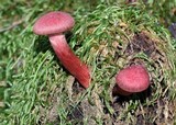 Tubaria punicea image
