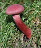 Tubaria punicea image