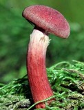 Tubaria punicea image