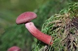 Tubaria punicea image
