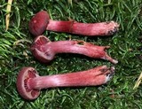 Tubaria punicea image