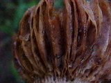 Gomphidius oregonensis image