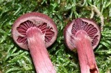 Tubaria punicea image