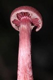 Tubaria punicea image