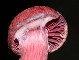 Tubaria punicea image