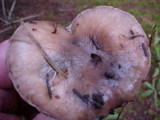 Gomphidius smithii image
