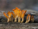 Dacryopinax spathularia image