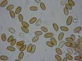 Psilocybe medullosa image