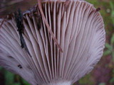 Gomphidius smithii image