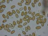 Psilocybe medullosa image