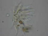 Psilocybe medullosa image