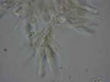 Psilocybe medullosa image