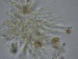 Psilocybe medullosa image
