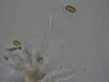 Psilocybe medullosa image