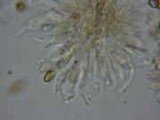 Psilocybe medullosa image