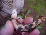 Gomphidius smithii image